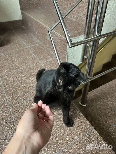 Котик бесплатно