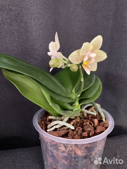 Орхидея Tiny Melissa ароматная