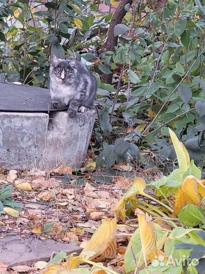 Котята подростки