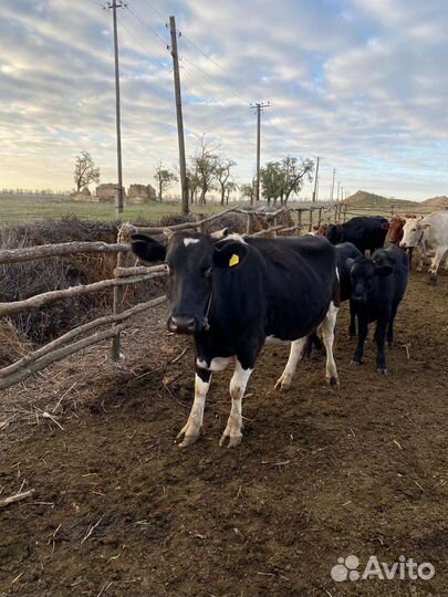 Корова дойная