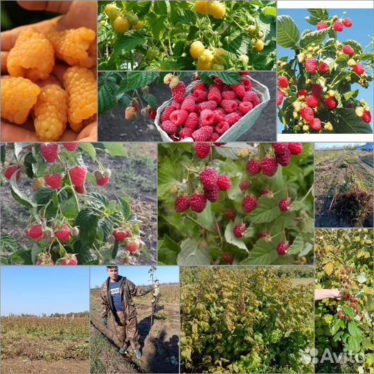 Саженцы малины