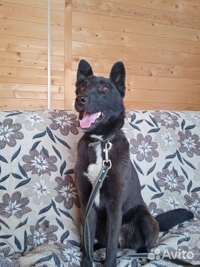 Девочка в добрые руки