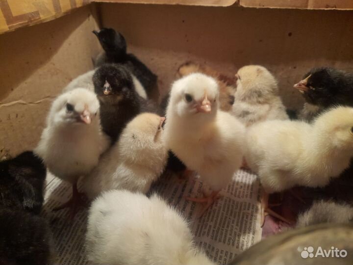 Цыплята суточные