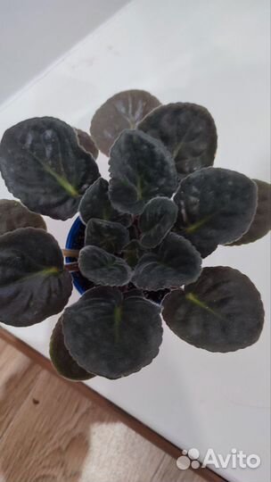 Сортовые фиалки