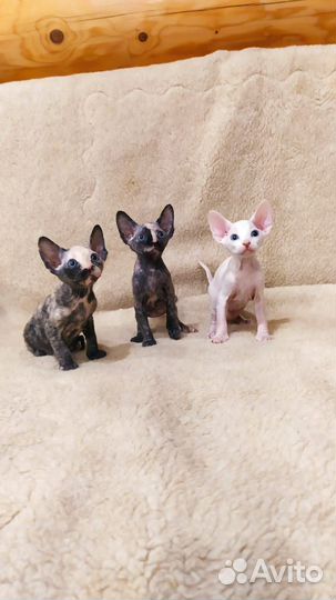 Донской сфинкс котята