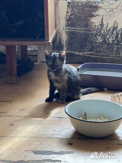 Котята