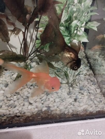 Аквариумные рыбки,оранды оптом 100 штук