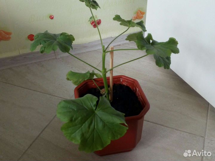 Пеларгония герань