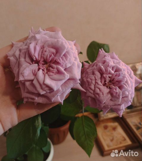 Роза комнатная 