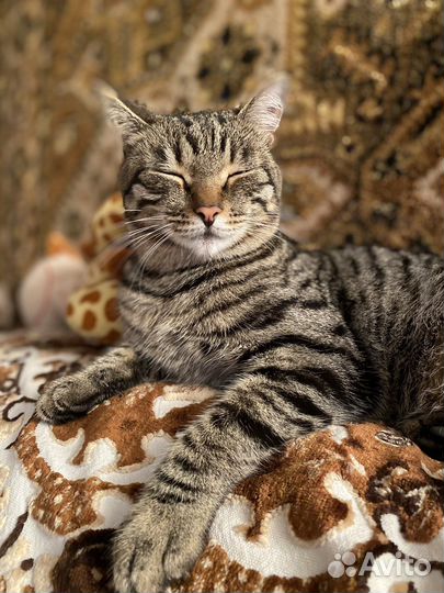 Передержка кошек