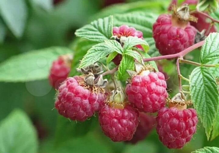 Участок 32 сот. (ИЖС)