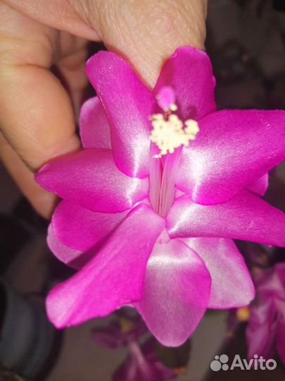 Декабристы