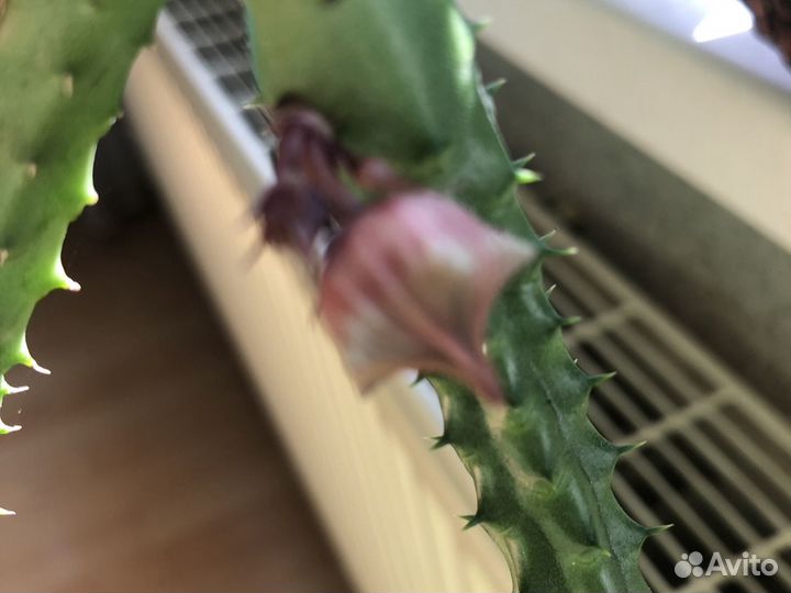 Комнатные растения цветы