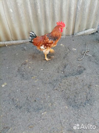 Молодые петухи