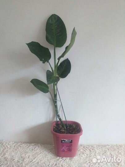 Дифенбахия 2 шт