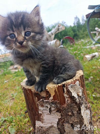 Котенок в дар бесплатно