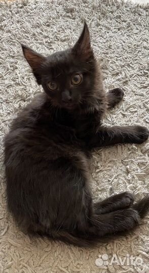 Отдам в добрые руки маленькую кошечку:)