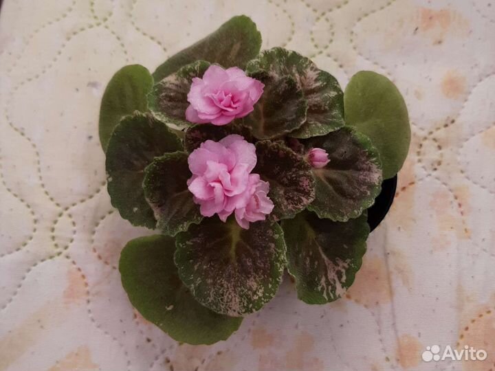 Стартеры фиалок ле Озеро Лотосов и др