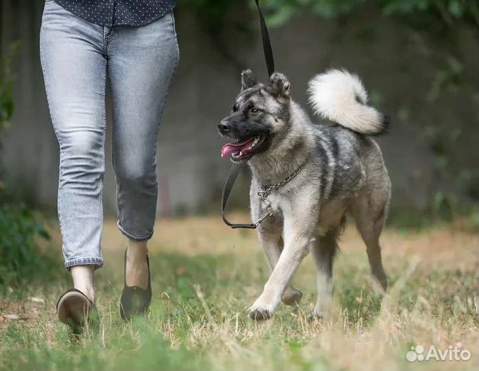 Метис акиты