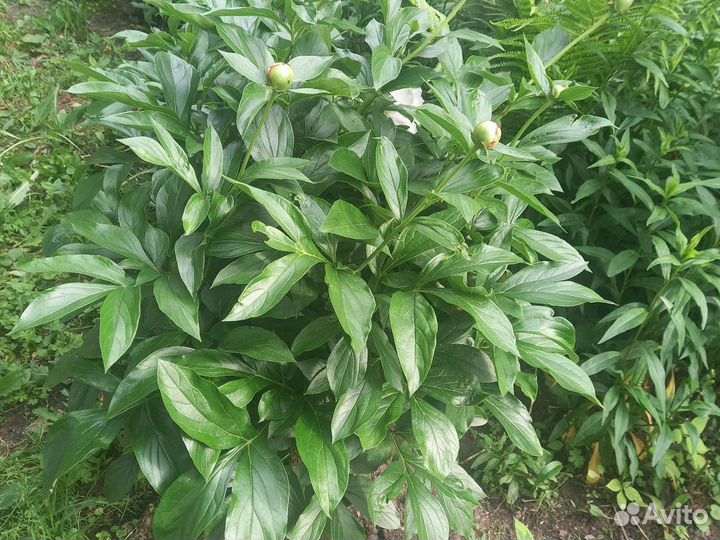 Пионы.Саженцы.Розовые