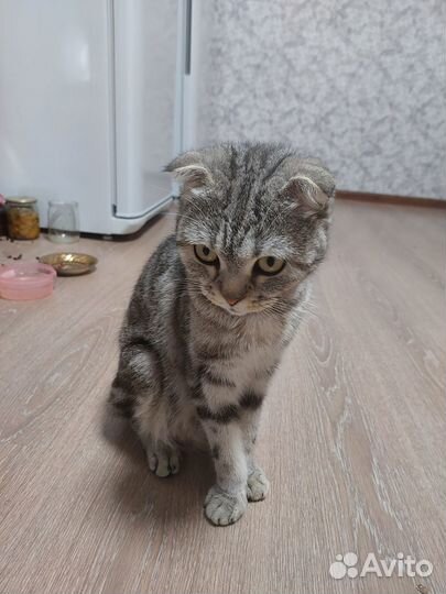 Британские вислоухие котята