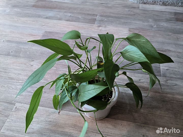 Эпипремнум пиннатум вайт