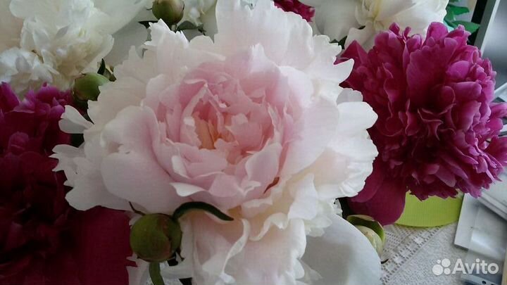 Пионы кусты