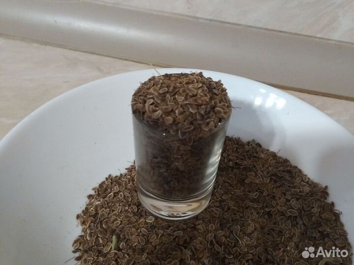 Семена Укропа