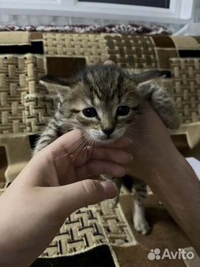 Котики в дар