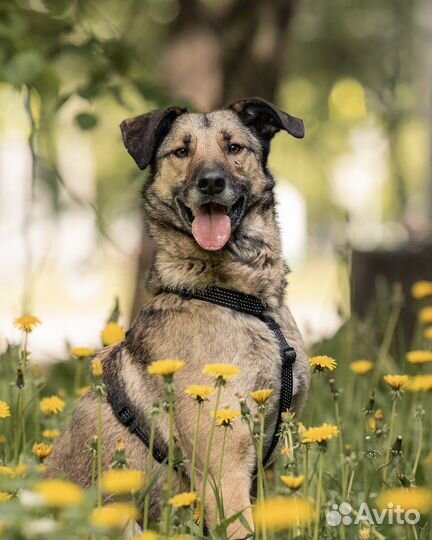 Собака ищет дом - в заботливые руки