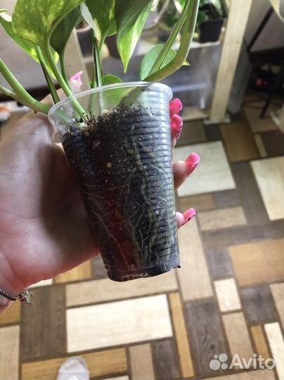 Эпипремнум золотистый