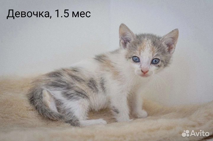 Карапузики