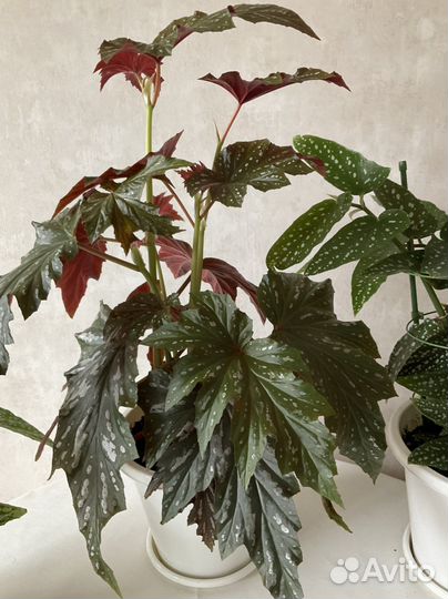 Бегонии тростниковые или кейн