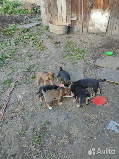 Щенки в добрые руки