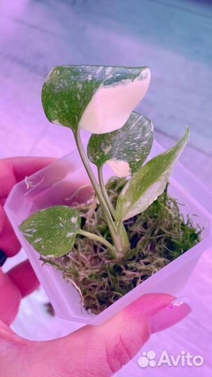 Монстера тайское созвездие