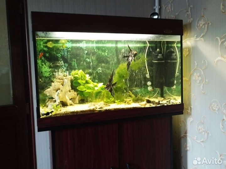 Аквариум с тумбой с рыбами