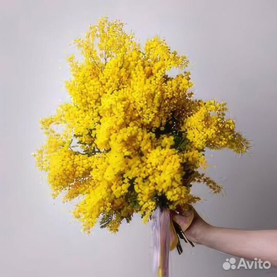 Мимоза цветы