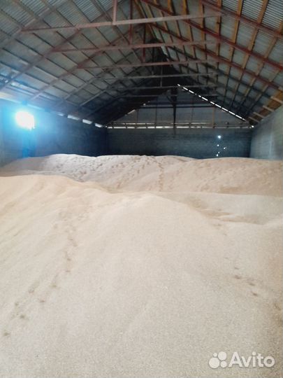 Зерно пшеница