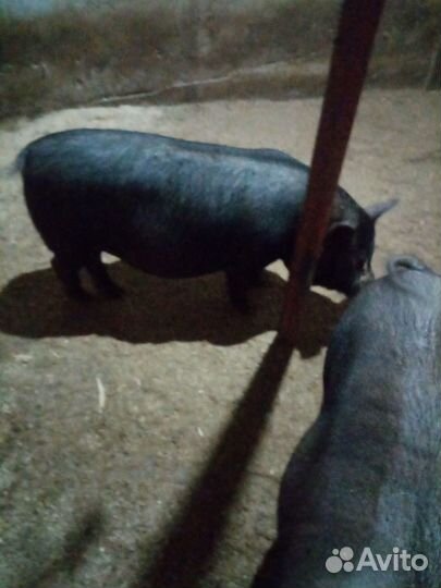 Поросята вьетнамские+кармал