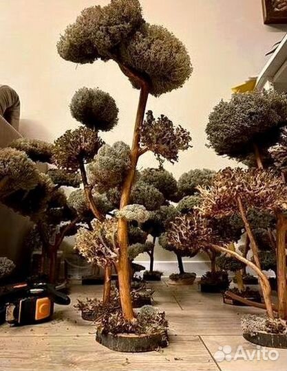Дерево бонсай
