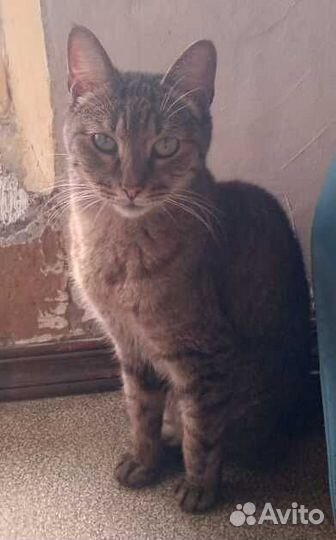 Плюшевый Плюх