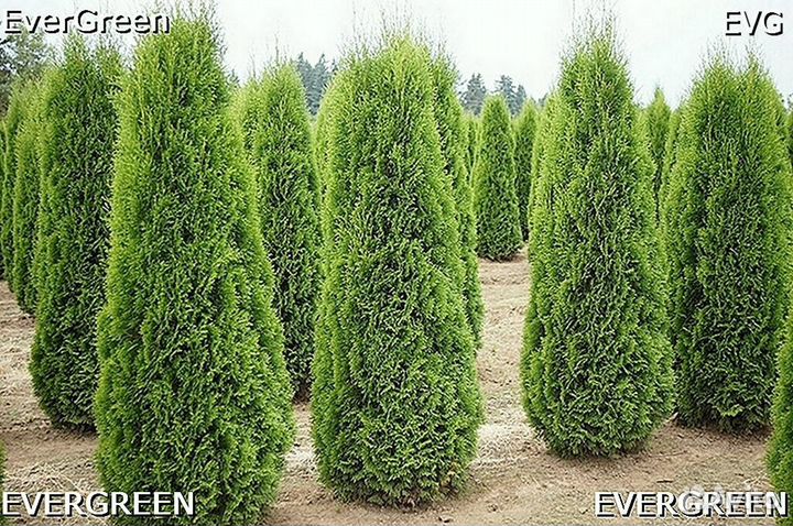 Туя екстра класса