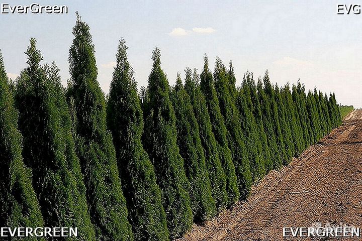 Туя брабант