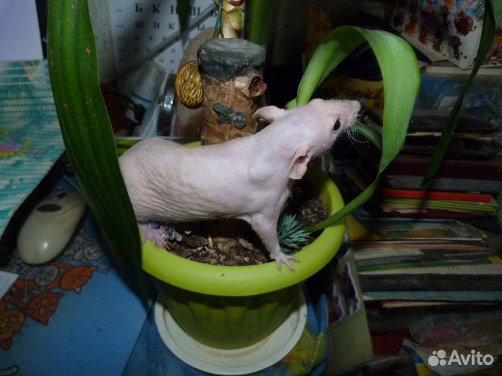 Крысята сфинксы