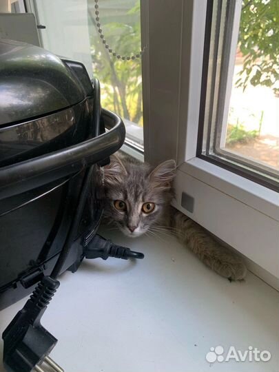 Котенок девочка