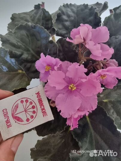 Сортовые фиалки цветущие