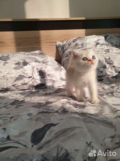 Британские котята золотая шиншилла