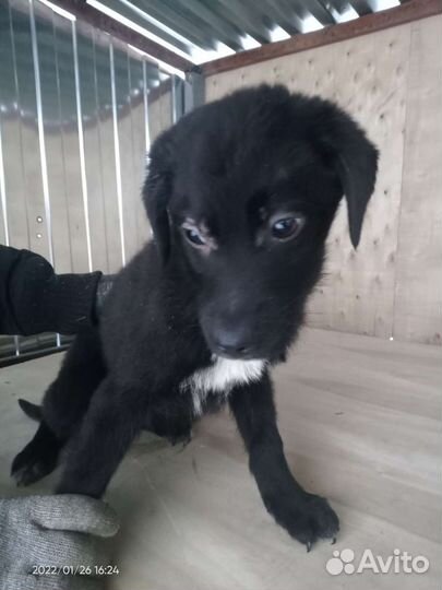 Щенок Малыш 3 месяца