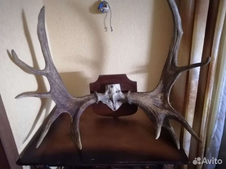 Продам рога лося