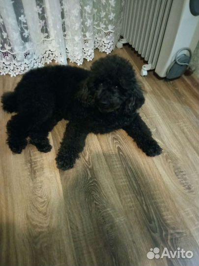 Пудель средний